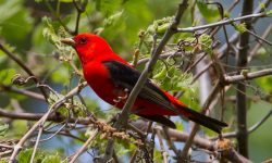 Scarlet Tanagers: Secrets of Their Canopy Nests