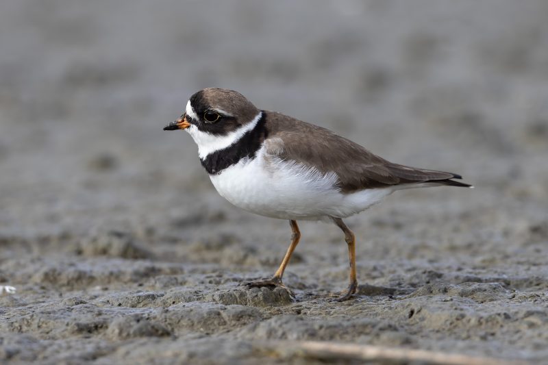 7 Types of Plovers in Michigan