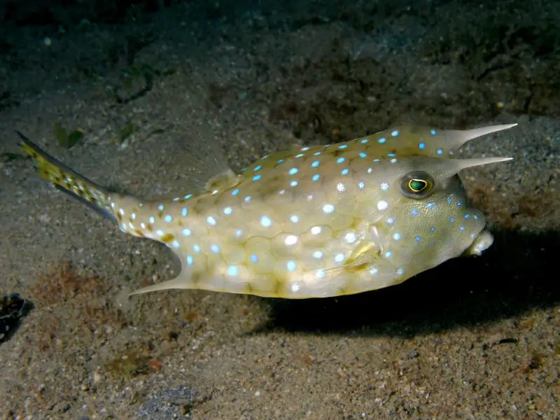 Are These the 10 Strangest Horned Fish in the World?