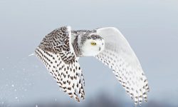 Snowy Owl in the U.S.