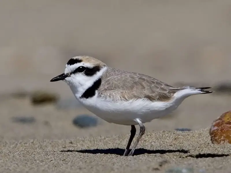 7 Types of Plovers in Michigan