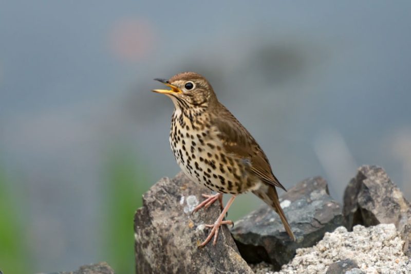 Song Thrush (Turdus philomelos)
