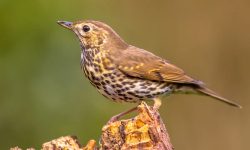 What Do Song Thrushes Eat? A Look at Their Surprising Diet