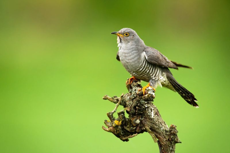 Why Is It Called a “Cuckoo”? Tracing the Name Behind the Call