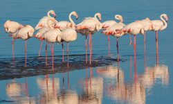 Flamingo Balance Secrets: Why One Leg Is Better Than Two