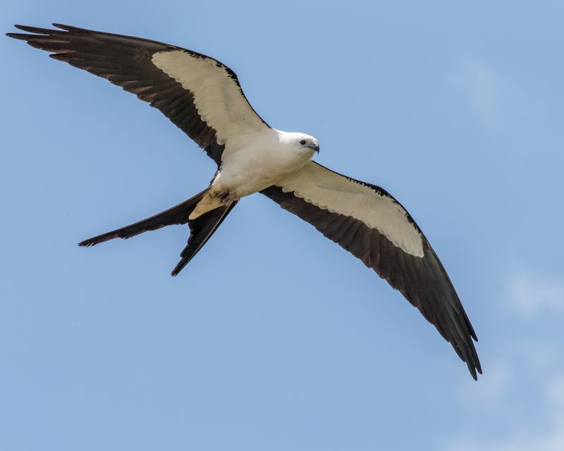 20 Hawks of North America and What’s on Their Menu