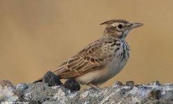 Exploring the Genus Alauda: The 3 Recognized Lark Species