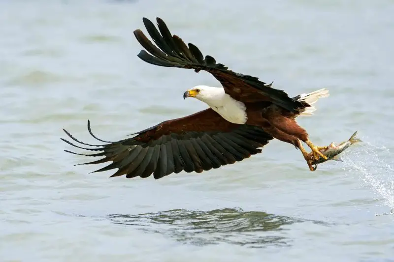 Top 15 Fascinating Birds That Eat Fish