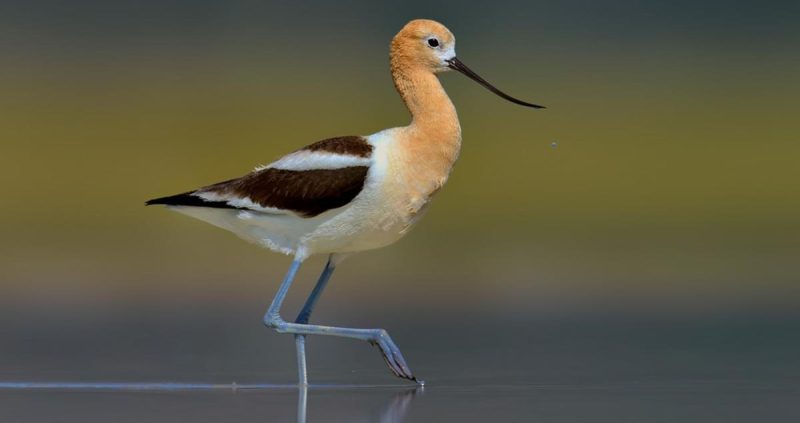 Avocets and Stilts of Hawaii