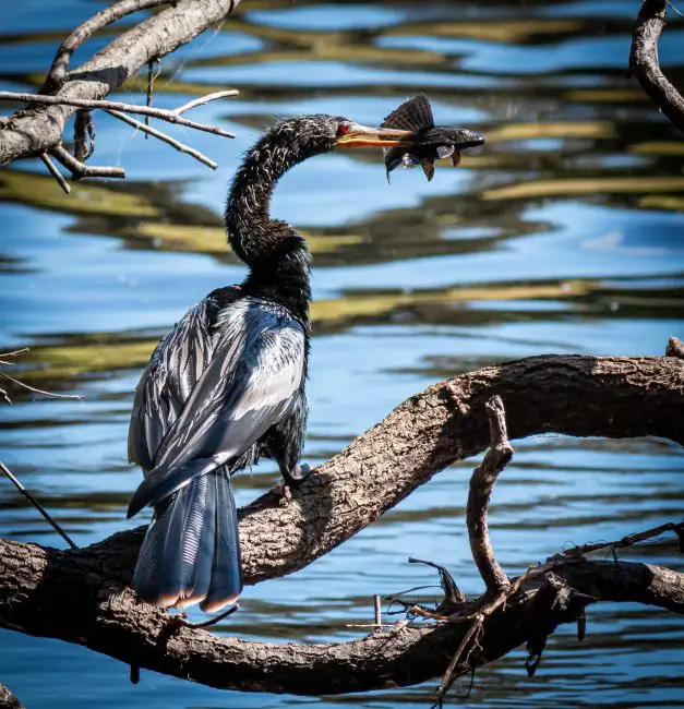 Top 15 Fascinating Birds That Eat Fish