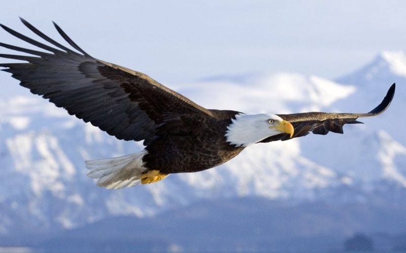 Top 15 Fascinating Birds That Eat Fish