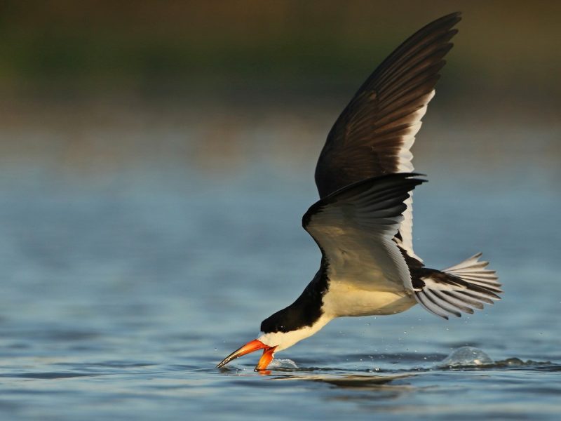 Top 15 Fascinating Birds That Eat Fish