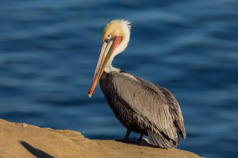 Top 15 Fascinating Birds That Eat Fish