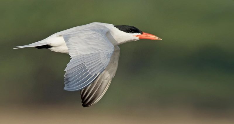 Top 15 Fascinating Birds That Eat Fish