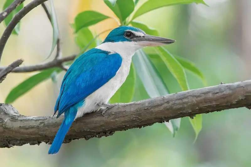 Hawaiian Kingfishers