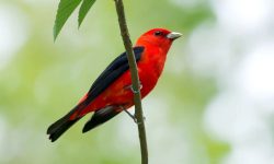The Complete Life Cycle of a Scarlet Tanager: From Egg to Adult