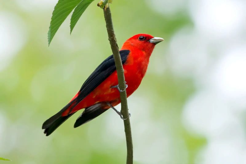 The Complete Life Cycle of a Scarlet Tanager: From Egg to Adult