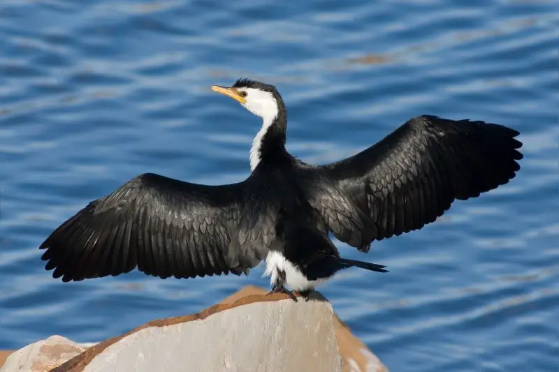 Top 15 Fascinating Birds That Eat Fish