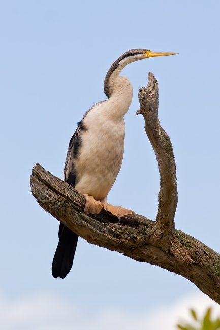 Top 15 Fascinating Birds That Eat Fish
