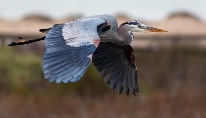 Top 15 Fascinating Birds That Eat Fish