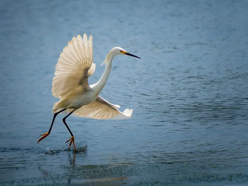 Top 15 Fascinating Birds That Eat Fish