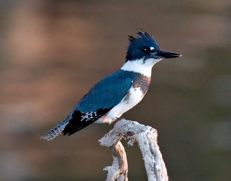 Hawaiian Kingfishers