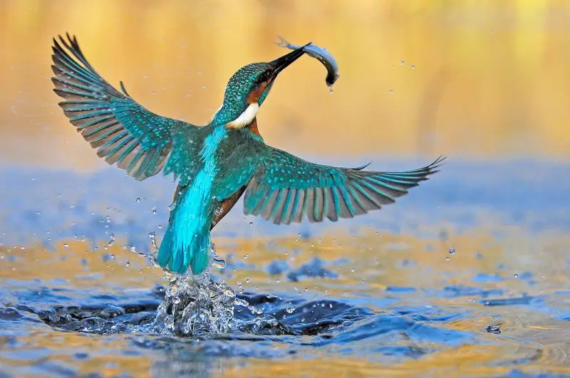 Top 15 Fascinating Birds That Eat Fish