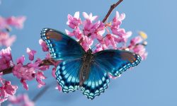 The Life Cycle of a Butterfly: From Egg to Winged Wonder