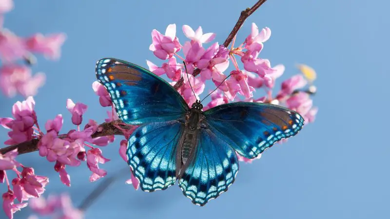 The Life Cycle of a Butterfly