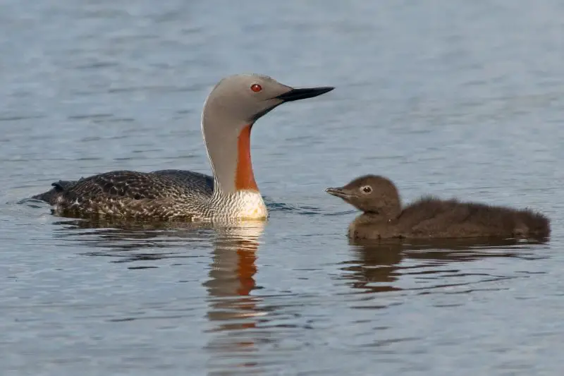 Top 15 Fascinating Birds That Eat Fish