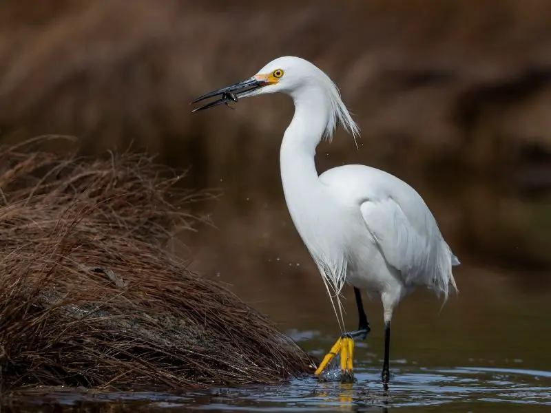 Top 15 Fascinating Birds That Eat Fish