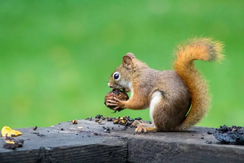 The Top 10 Foods That Squirrels Absolutely Love