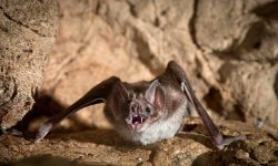 The World’s Only Vampire Bats