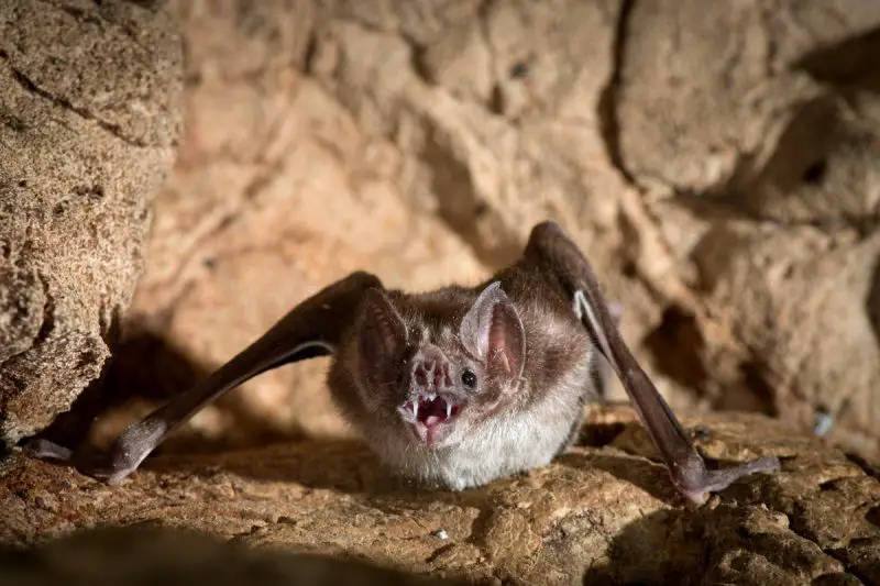 The World’s Only Vampire Bats