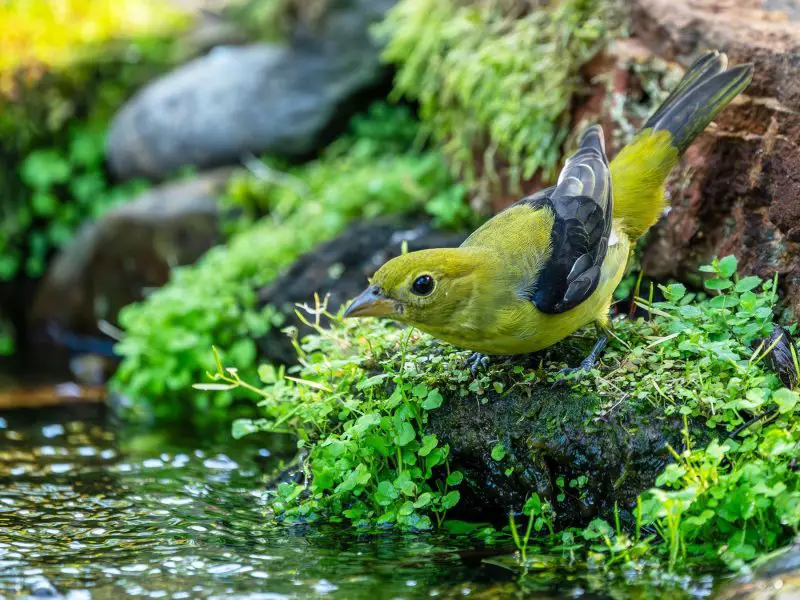 Scarlet Tanagers