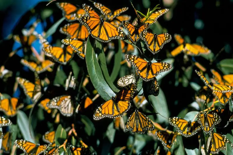 Top 15 Most Iconic Butterflies in the U.S.