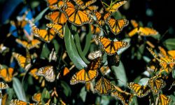 Top 15 Most Iconic Butterflies in the U.S.