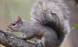 How Tree Squirrels Navigate Forests: Agility, Leaps, and Arboreal Mastery