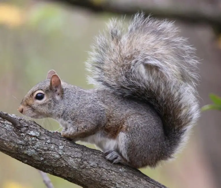 Tree squirrels