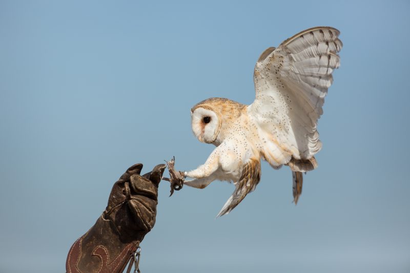 25 Remarkable Migratory Birds You Need to See