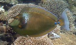 What Makes the Unicornfish So Unique in Coral Reefs?