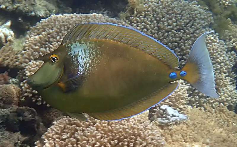 Unicornfish (Naso unicornis)