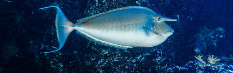 Unicornfish (Naso unicornis)