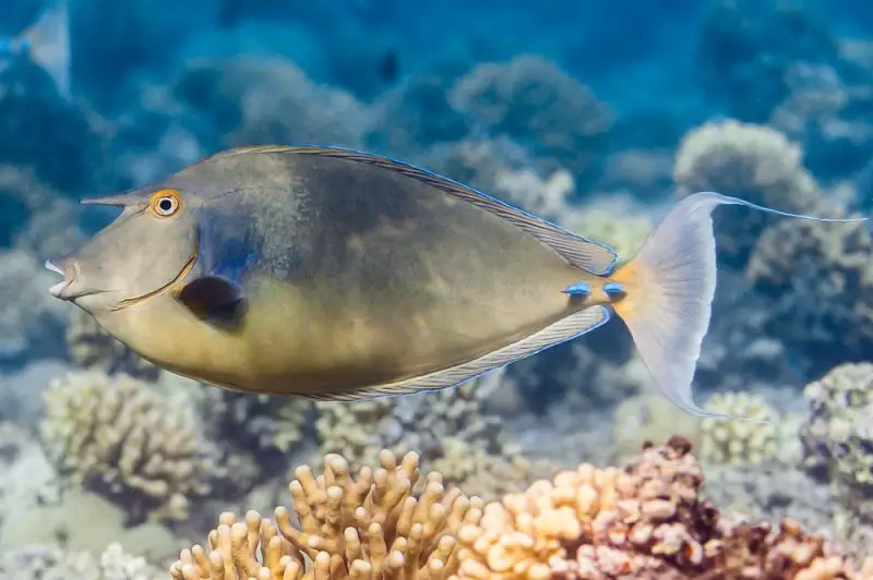 Are These the 10 Strangest Horned Fish in the World?
