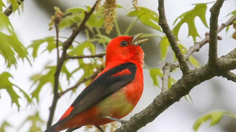 Scarlet Tanagers