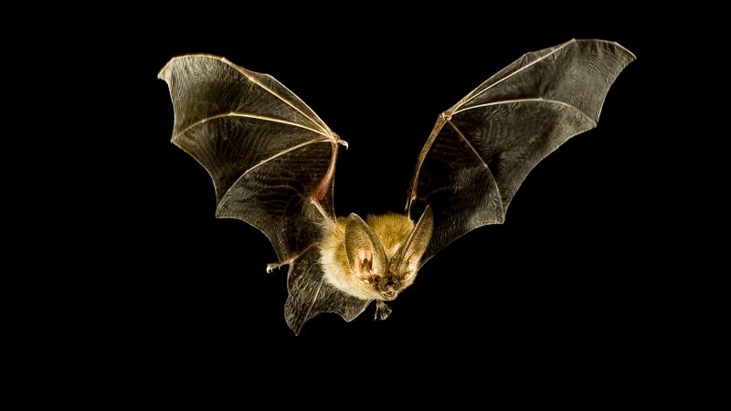 How Vampire Bats Locate Prey