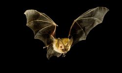 Thermal Imaging and Echolocation: How Vampire Bats Locate Prey