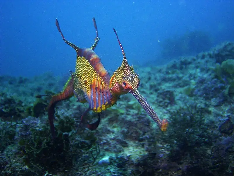 Are These the 10 Strangest Horned Fish in the World?