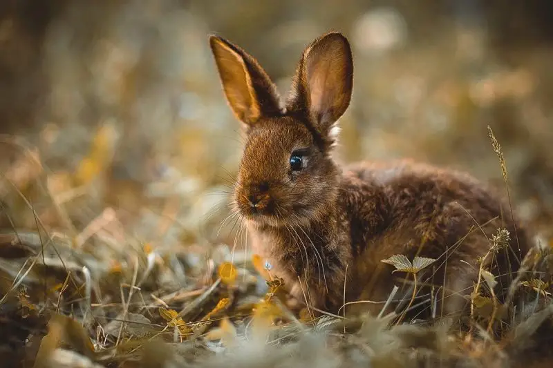 What Wild Rabbits Eat: The Diet of Sylvilagus Cottontails”?