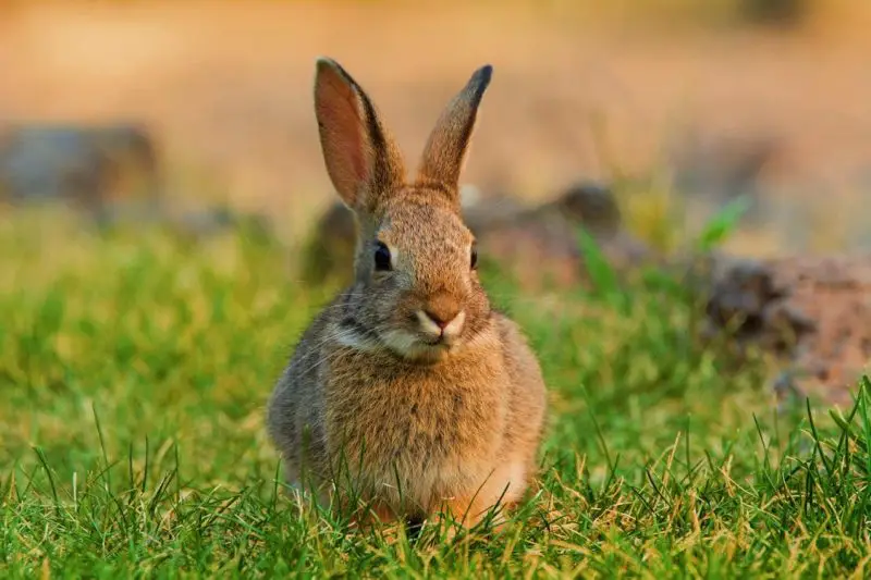 What Wild Rabbits Eat: The Diet of Sylvilagus Cottontails”?